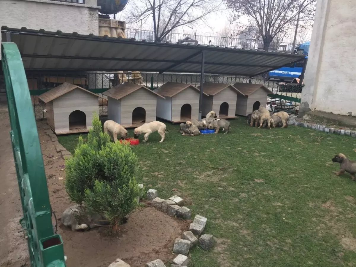 Yavru Köpekler Artık Üşümeyecek