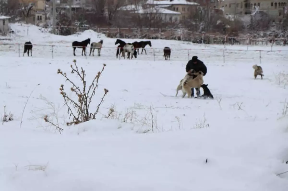 Köpeğini Kurtarmak İçin Canını Tehlikeye Attı