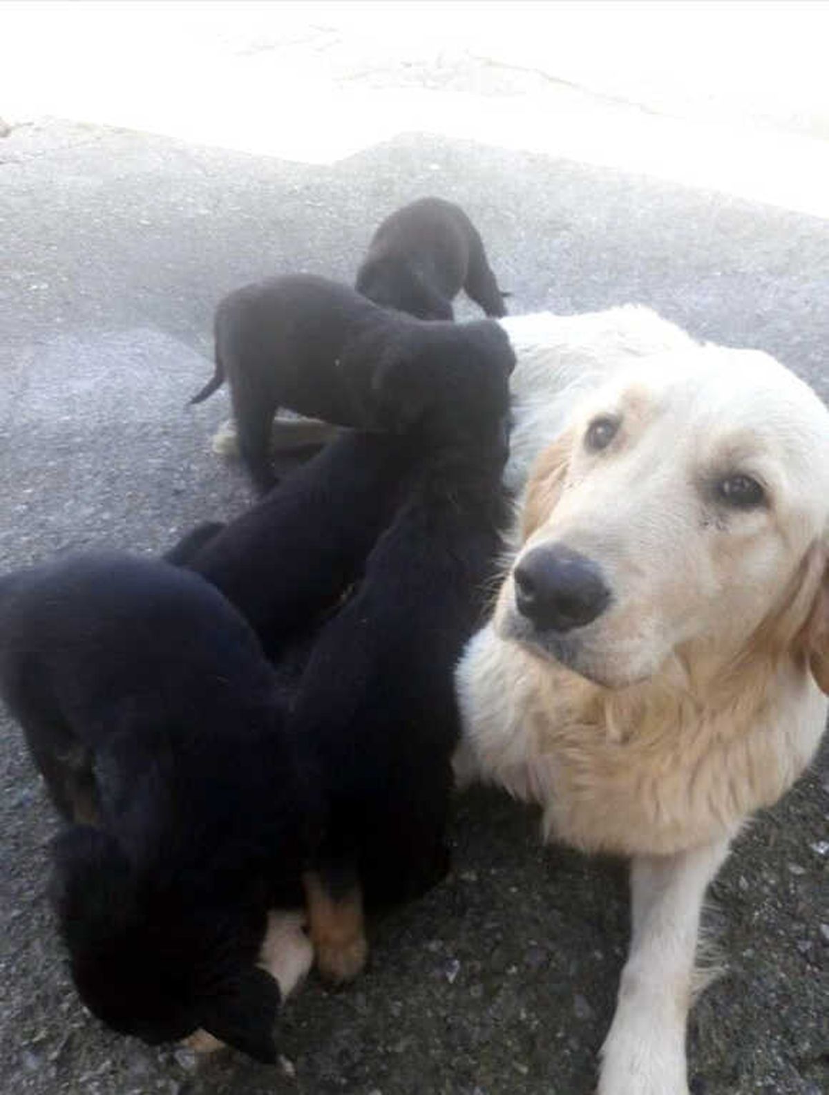 Köpekler Dev Dalgalar Arasında Telef Oldu
