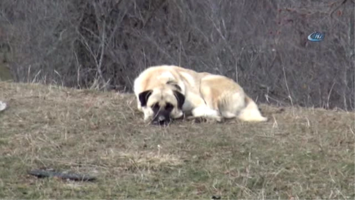 Köpeklerin Enkazdan Ayrılmaması, Adeta Katliamı Anlatmış