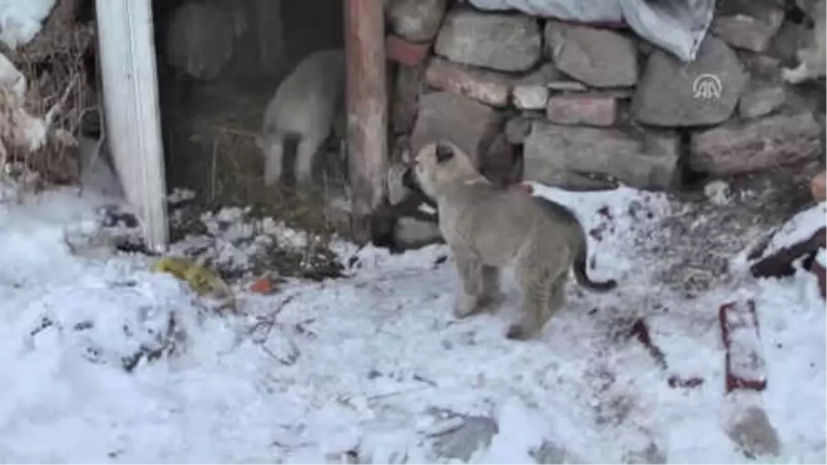 Miniklerden Sahipsiz Köpek ve Yavrularına Şefkat Eli