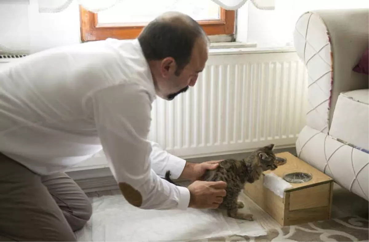 Ön Ayakları Olmayan Kedisi İçin Düzenek Yaptı