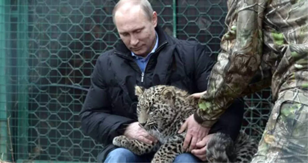 Putin\'e Kötü Haber! Leoparı Ölü Bulundu