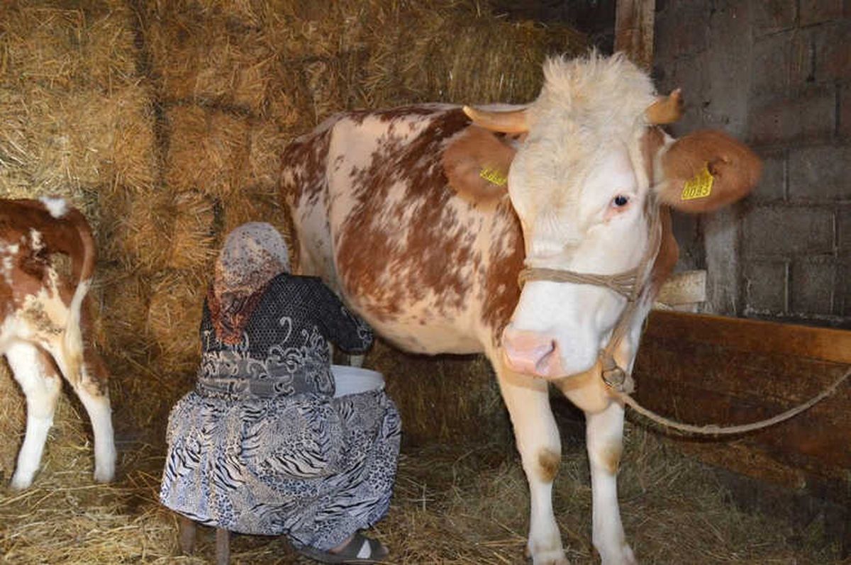 Tika\'nın Kosova Tarımsal Kalkınma Programı Amacına Ulaştı