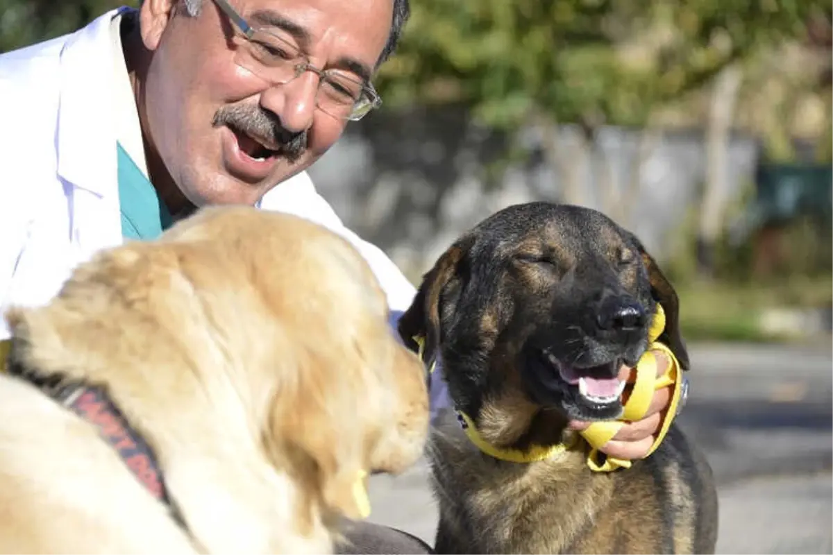 Yaralı Köpekler Sağlığına Kavuştu