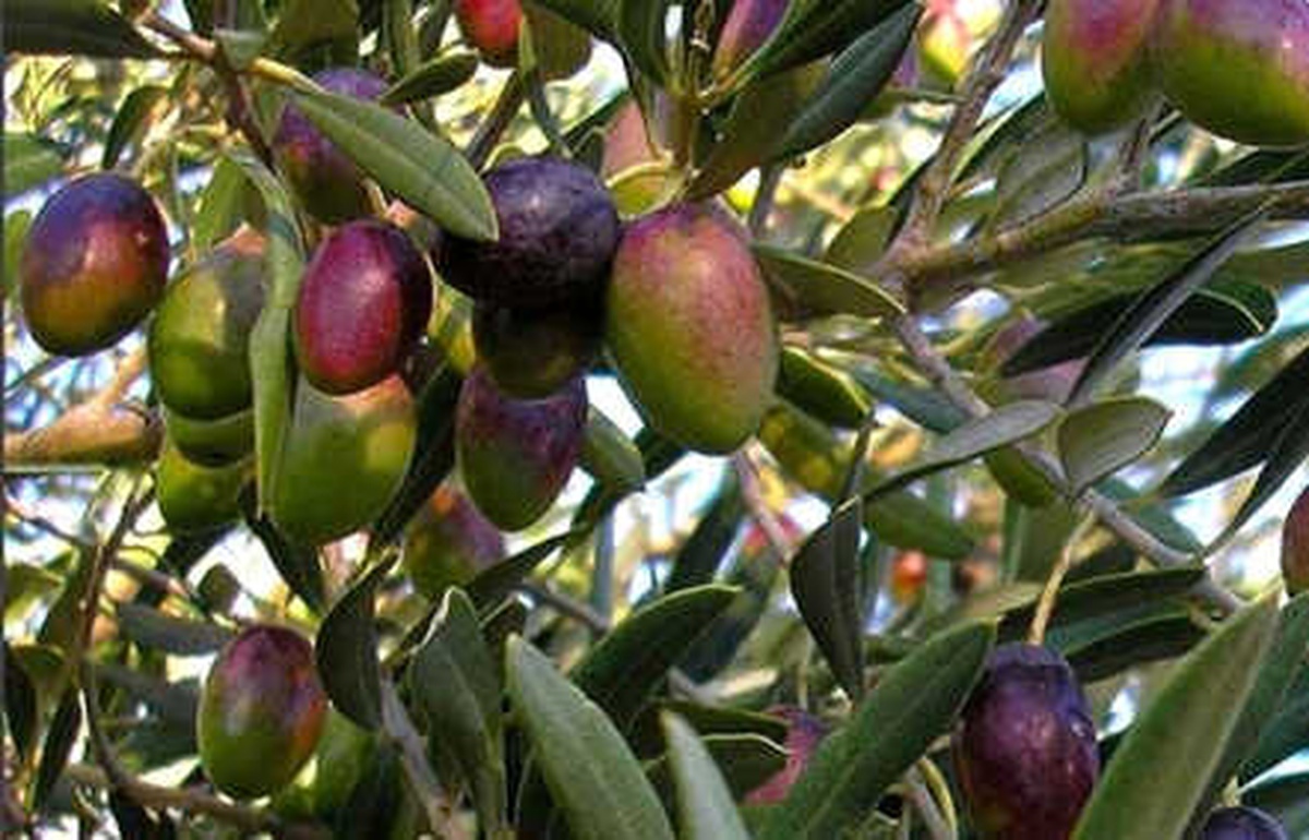 Zeytin Ağacından Toplandı, Yağının Kalitesi Arttı
