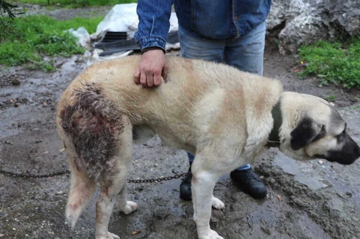 Şehre İnen Domuz Sürüsü Köpeğe Saldırdı