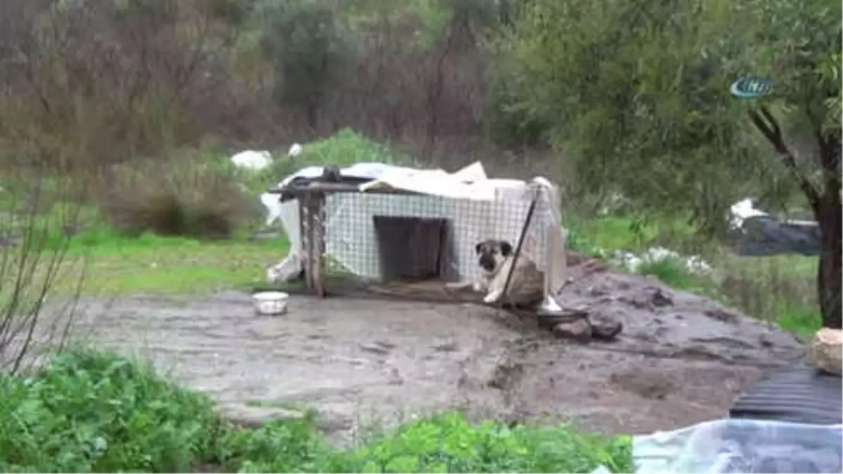 Şehre İnen Domuz Sürüsü Köpeğe Saldırdı