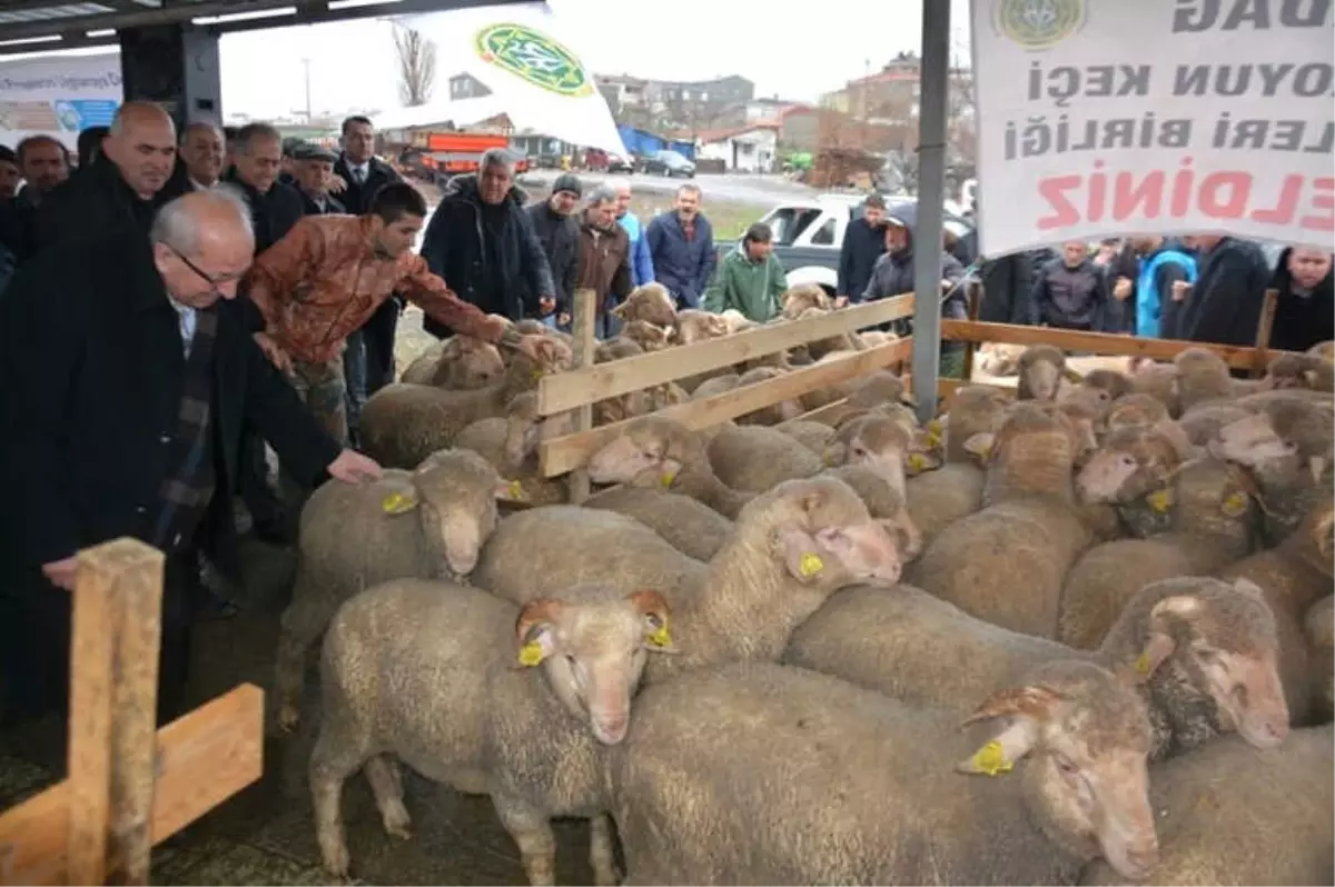 Tekirdağ Büyükşehir Belediyesi\'nden Hayvancılığa Büyük Destek