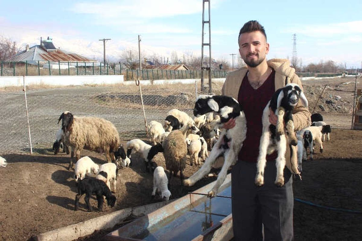 Yeni Doğan Kuzular Sevinç Kaynağı Oldu