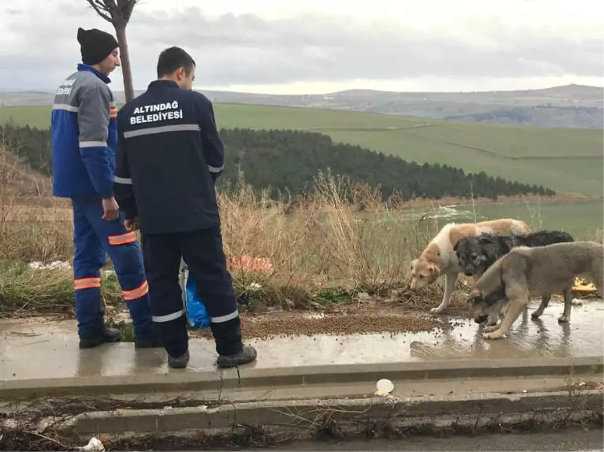 Altındağ Belediyesinden Sokak Hayvanlarına Yardım Eli