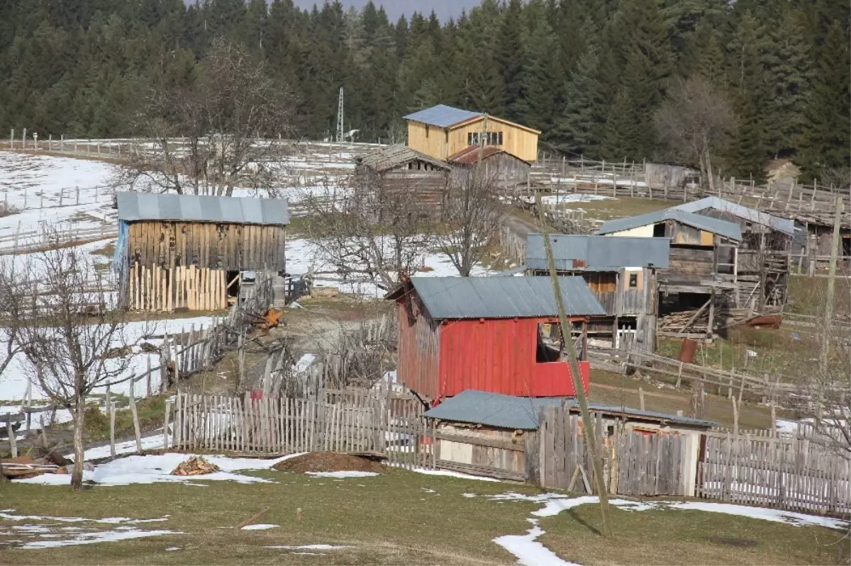 Artvin\'de Ayılar Aç Kalınca Yayla Evlerine Saldırdı