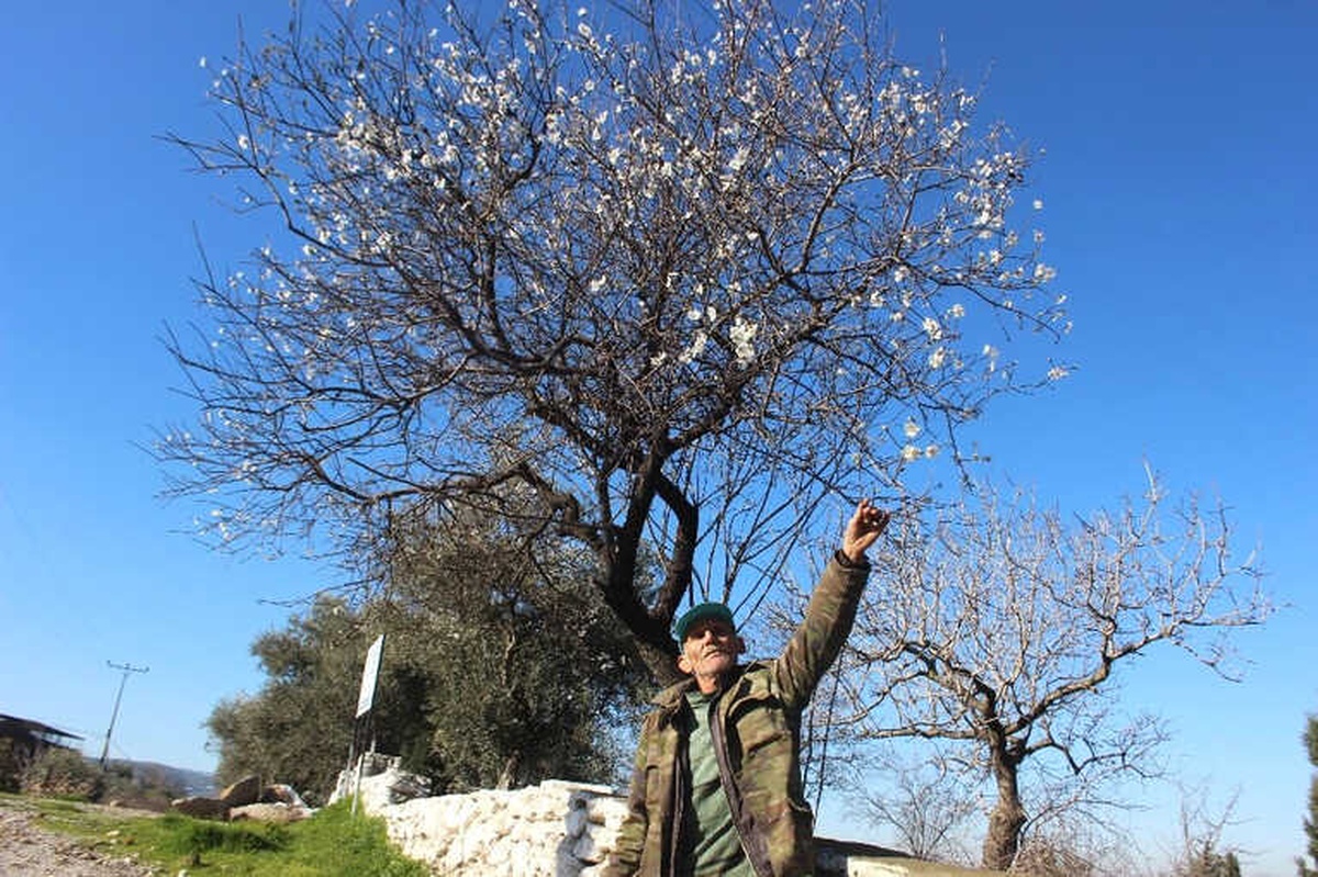 Aydın\'da Beklenene Soğuklar Gelmeyince Bademler Çiçek Açtı