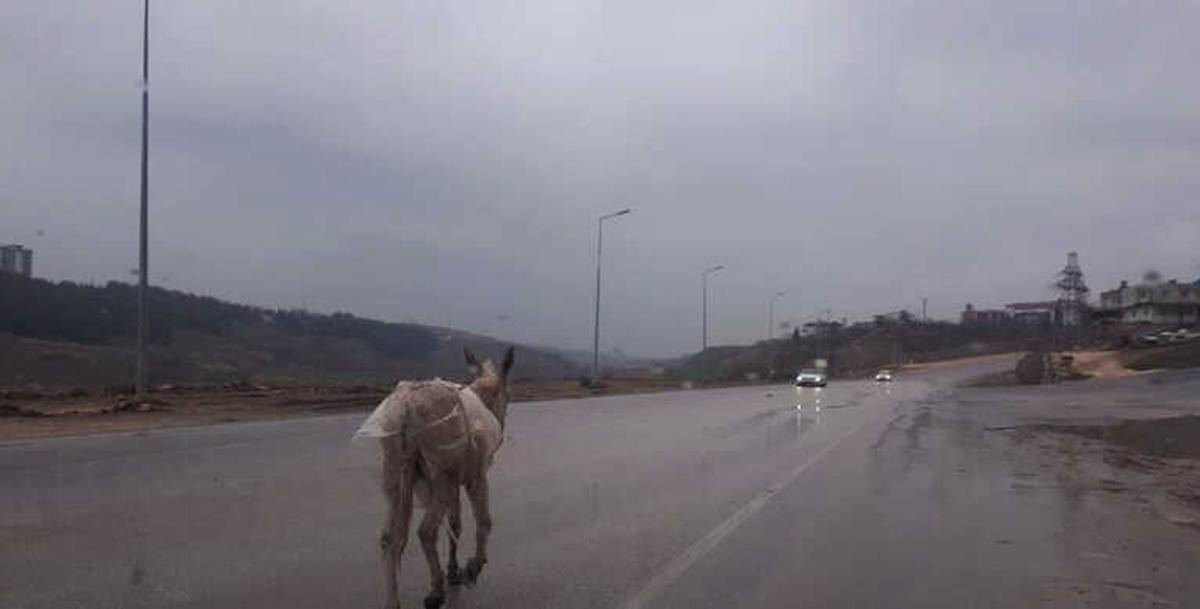 Başıboş Eşek Sürücülere Zor Anlar Yaşattı