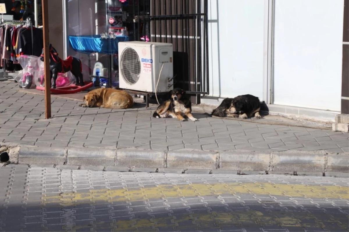 Burhaniye\'de Sokak Hayvanlarına Mama Yardımı