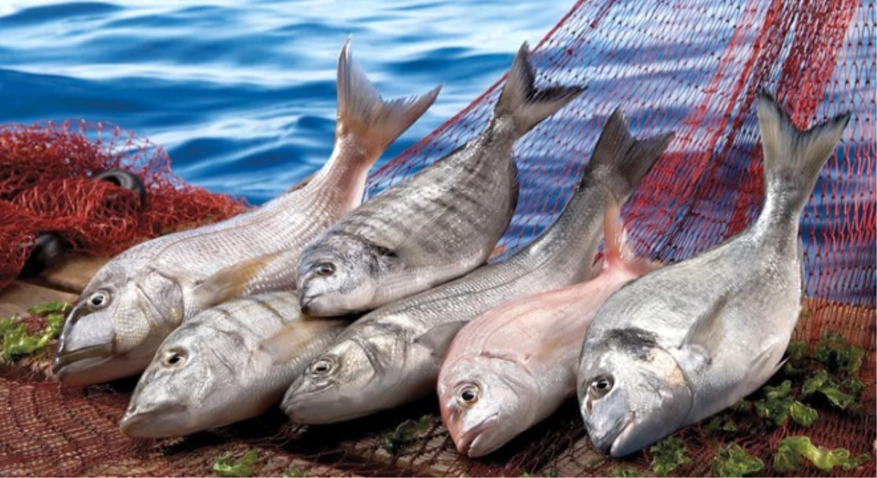 Denize Kıyısı Olmayan Gümüşhane\'de Yıllık 4,5 Tondan Fazla Balık Üretildi