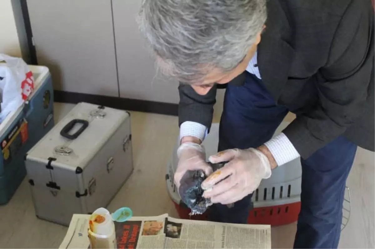 Kargaların Saldırısına Uğrayan Güvercin