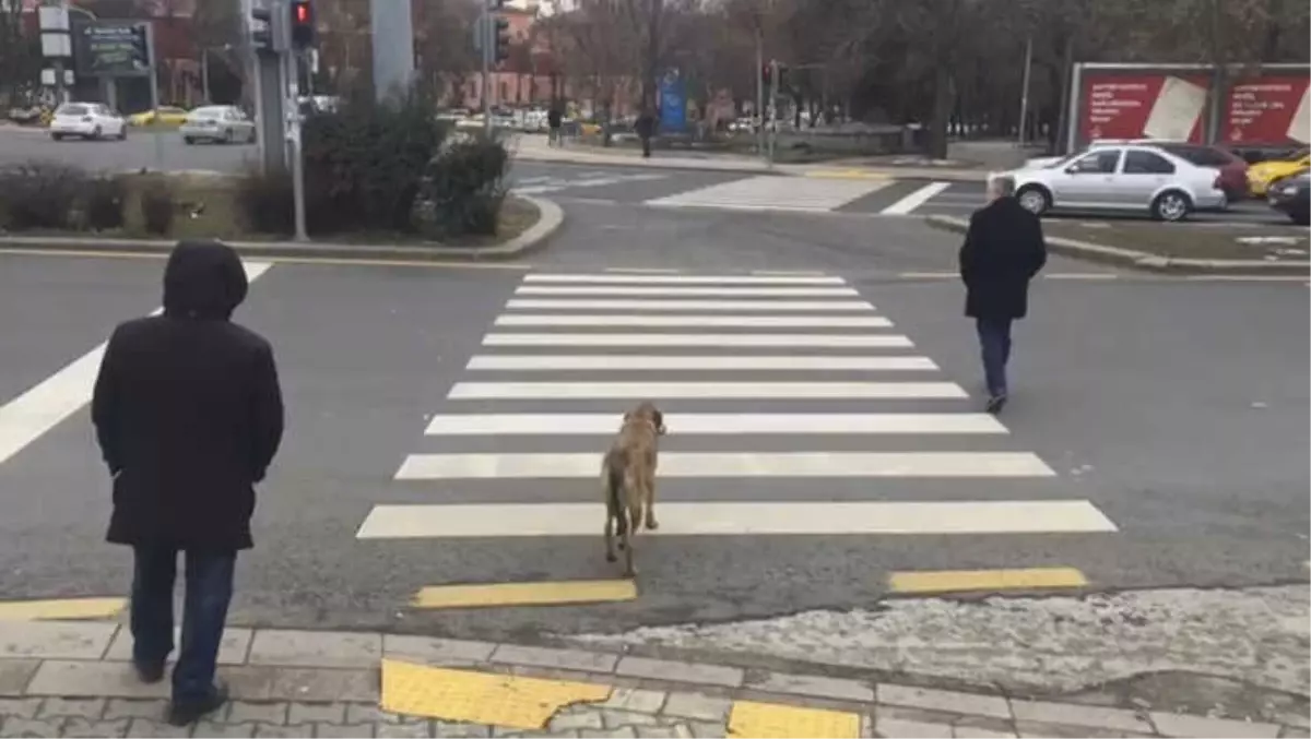 Köpek Kırmızı Işıkta Bekledi, Yaya Geçti