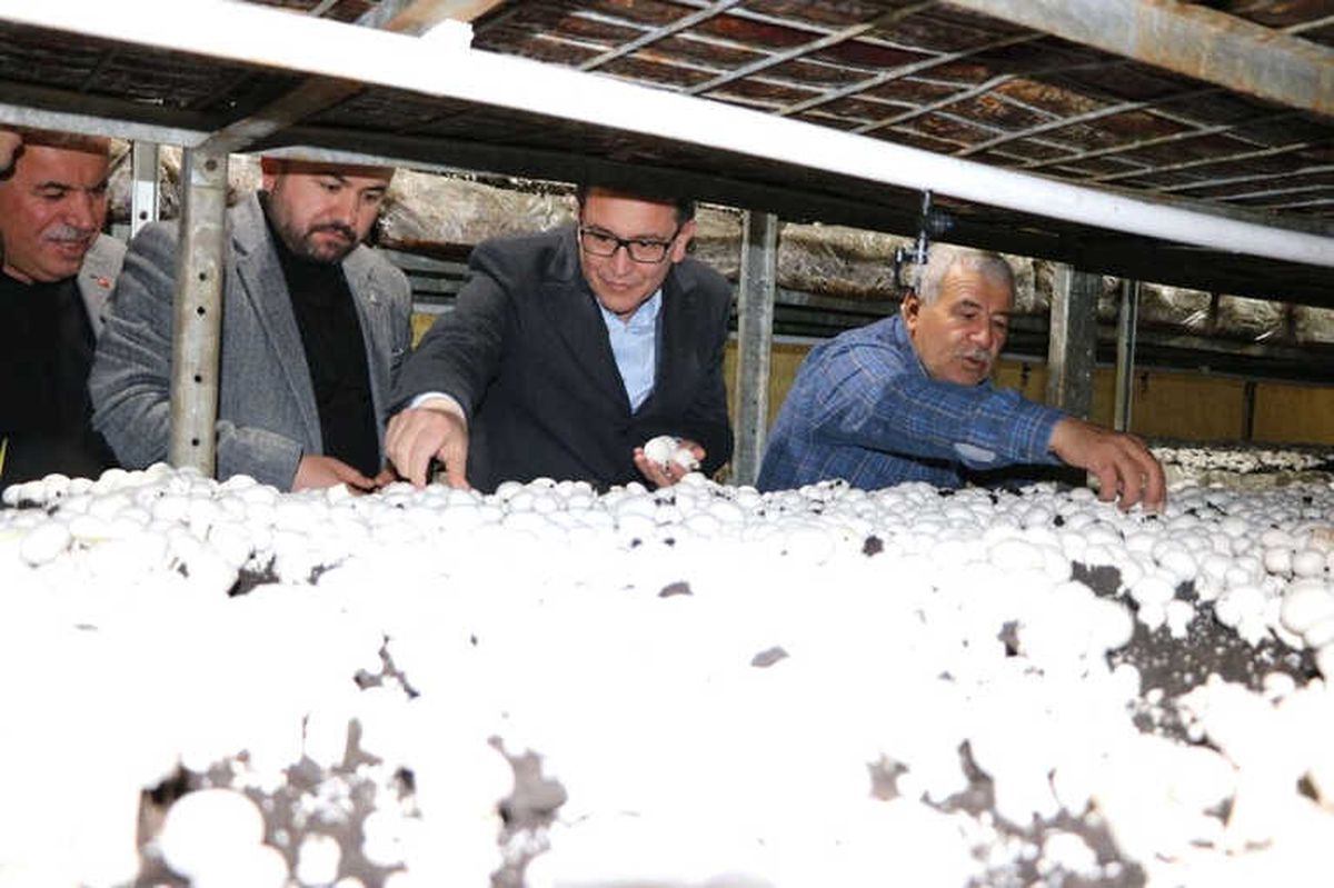 Milletvekili Uslu: "Korkuteli Mantarı Türkiye Markası"