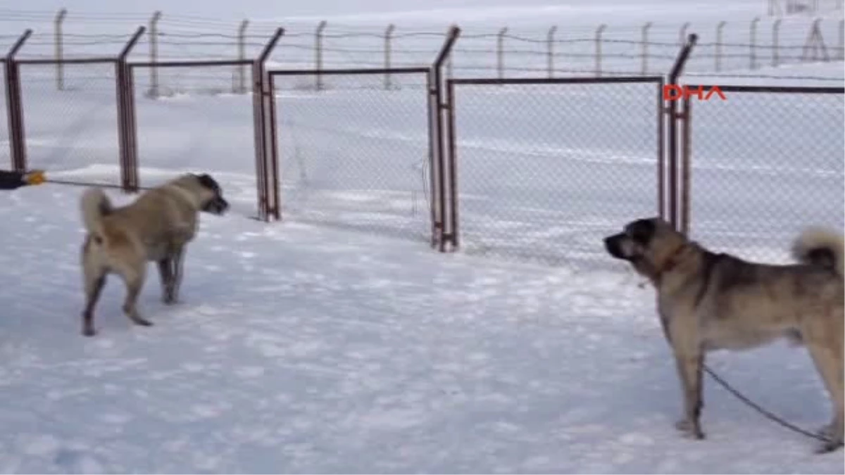 Sivas - Kangal Köpeklerinin Kar Keyfi