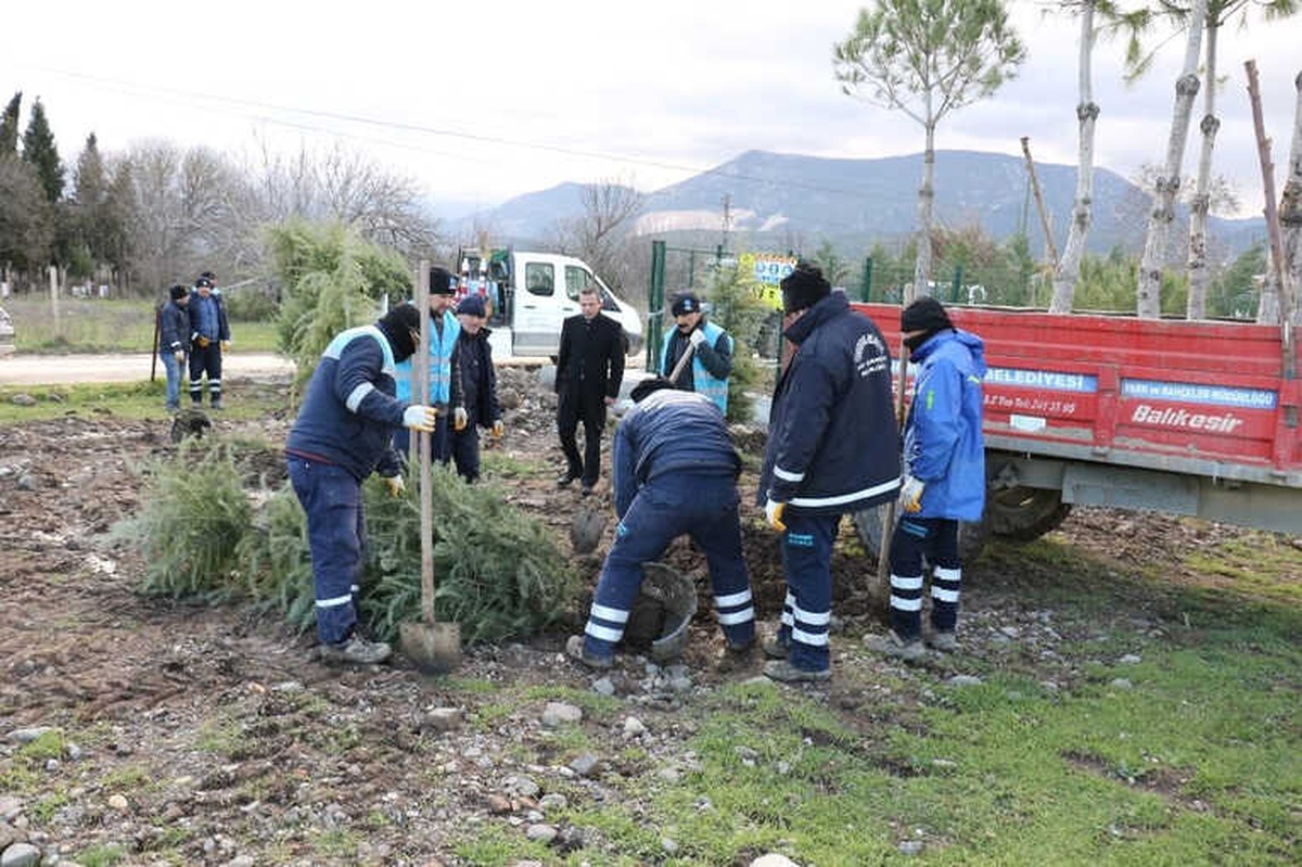 Sökülen Ağaçlar Yeniden Toprakla Buluştu