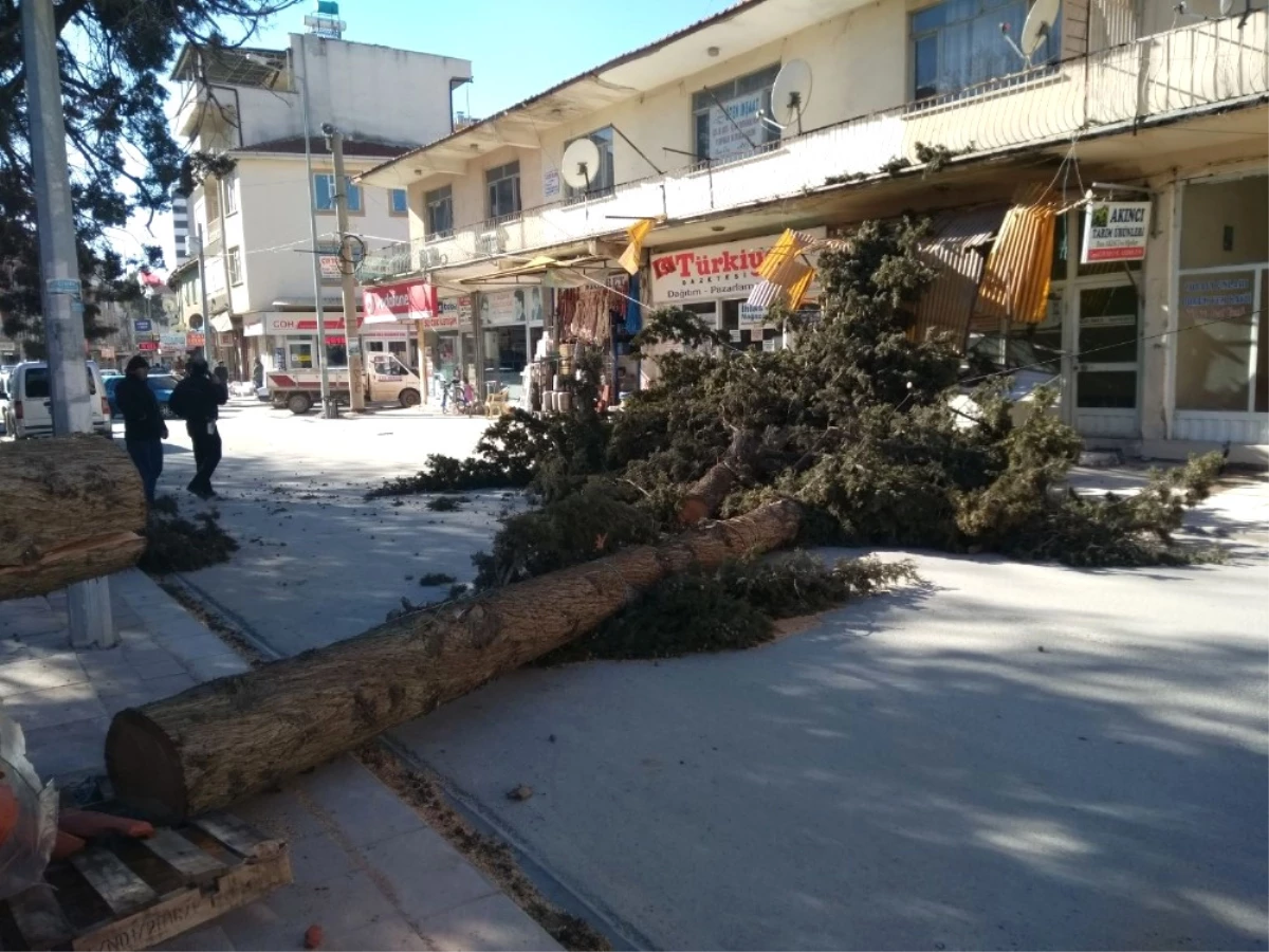 Denizli\'de Fırtına Ağaçları Yerinden Söktü, İşyerlerinin Tentelerini Devirdi