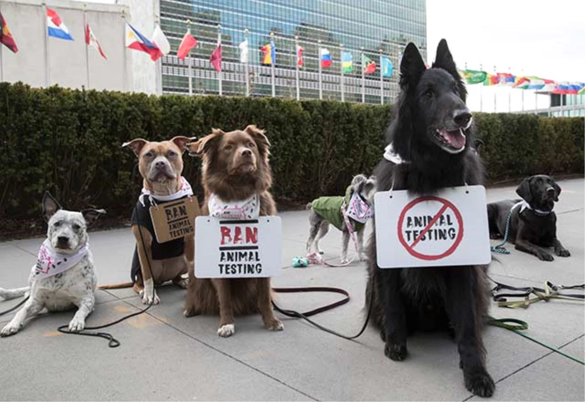 Dünyada Bir İlk, Köpekler Hayvan Deneyleri İçin Protesto Etti