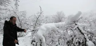 Fındıkta 'Kar Yağışı' Sevinci