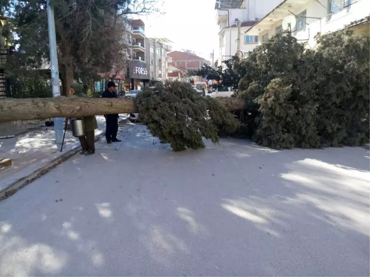 Fırtına Ağaçları Yerinden Söktü, İşyerlerinin Tentelerini Devirdi