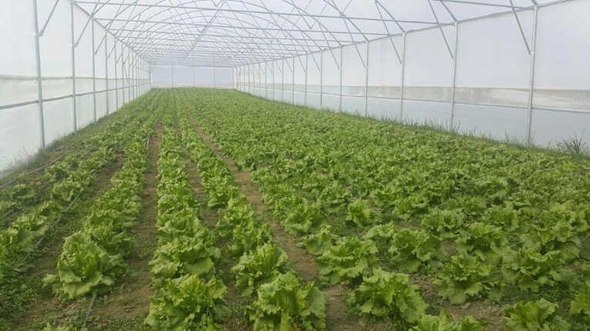 Gördes\'te İki Yılda 36 Üreticiye Sera Kuruldu