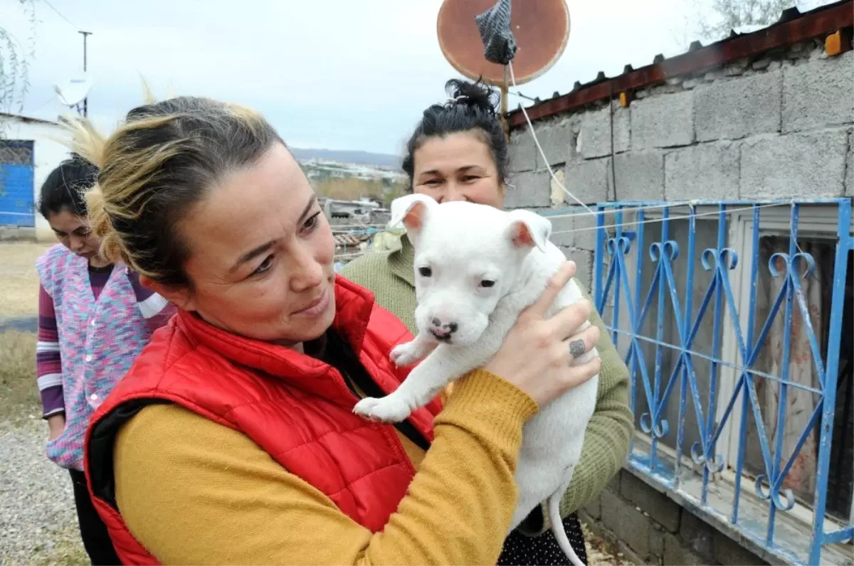 Kamyonetle Sürüklenerek Öldürülen Köpeğin Yavrusu Yürekleri Burktu