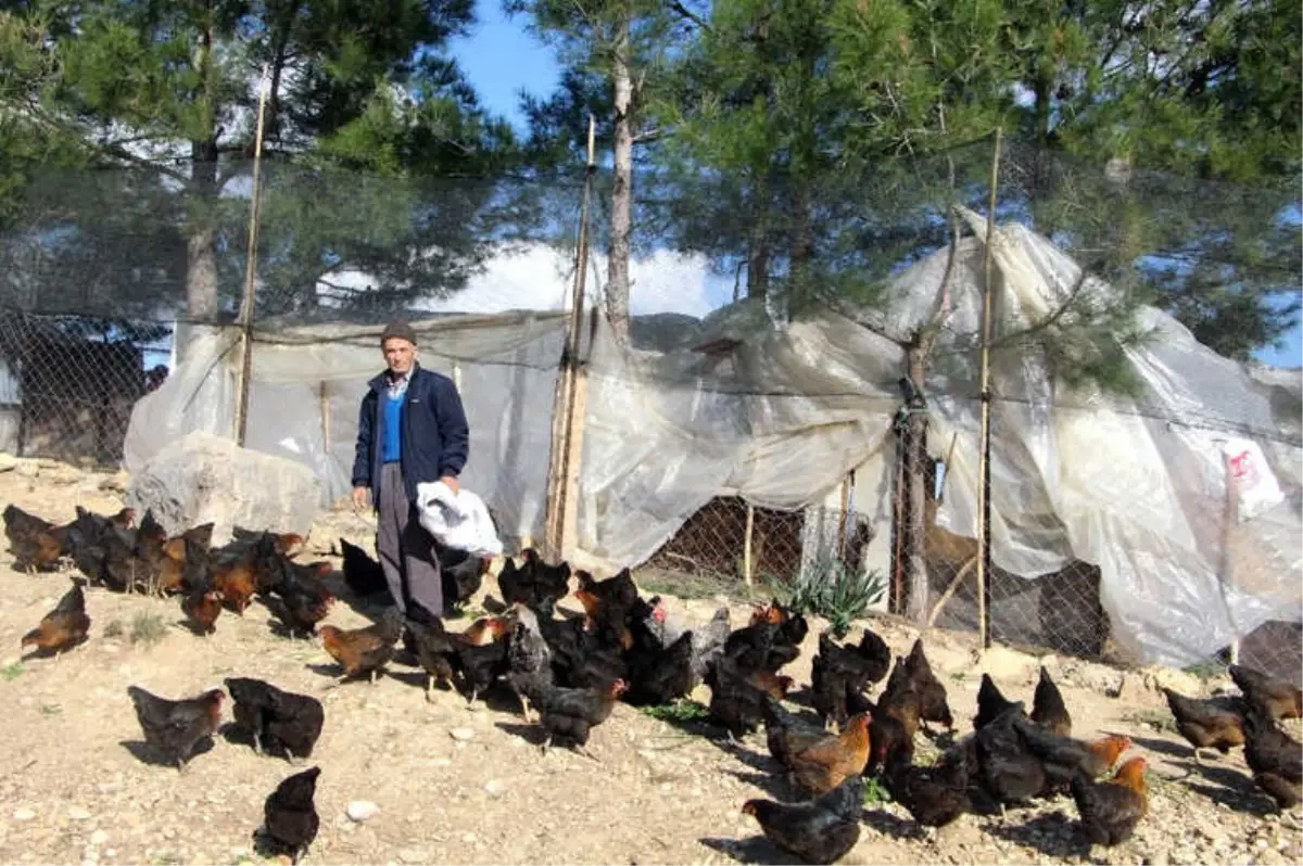 Son Maaşı ile 100 Tavuk Alıp Çiftlik Kurdu, Talebe Yetişemiyor