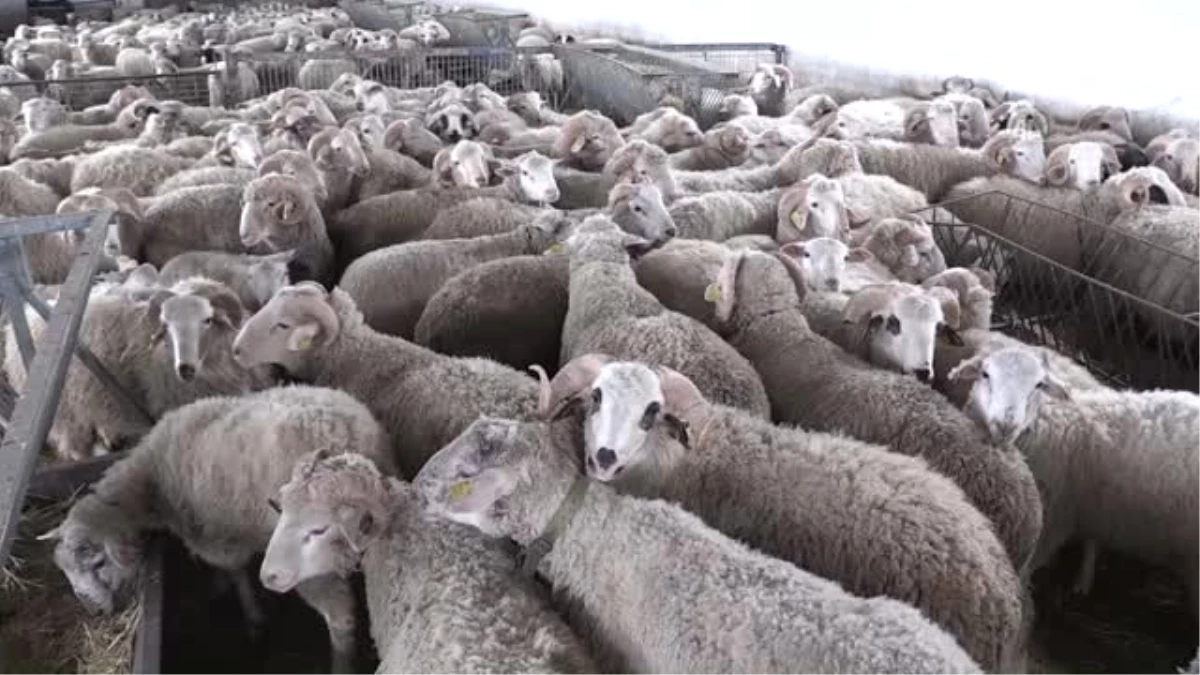 Yerli Irk Koyunlarda Et Verimi Artırıldı - Afyonkarahisar