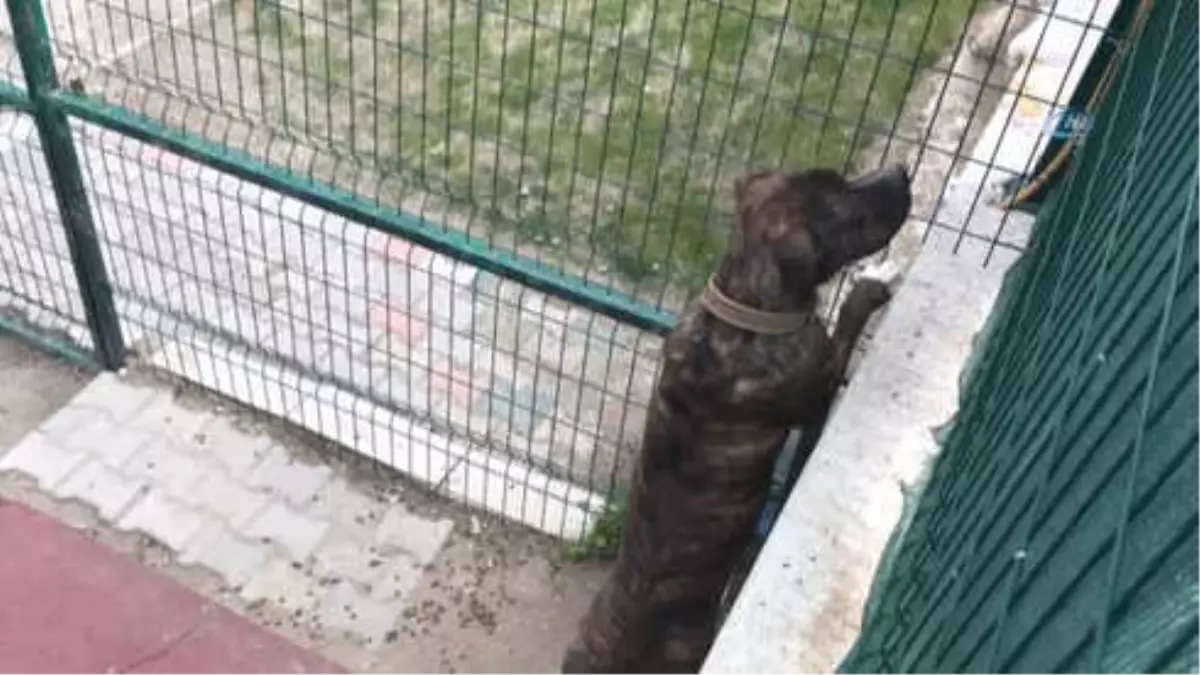 Kayınpeder ve Damadı Köpek Kavgasında Hayatını Kaybetti