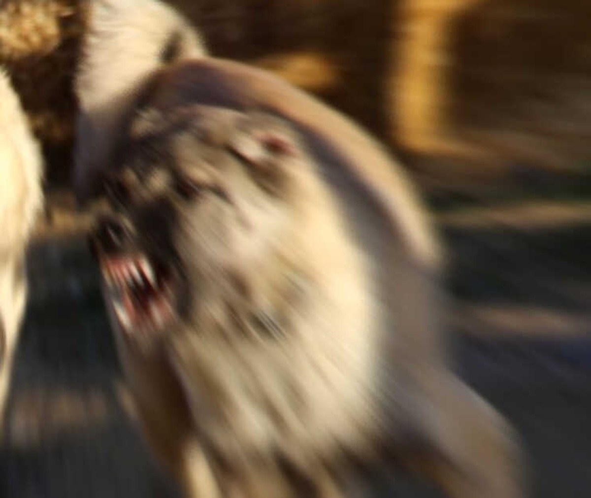 Köpek Isırdı, 7 Bin Lira Tazminat Kazandı