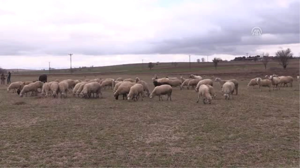 Çobana "Sigorta Primi Desteği" Önerisi - Uşak