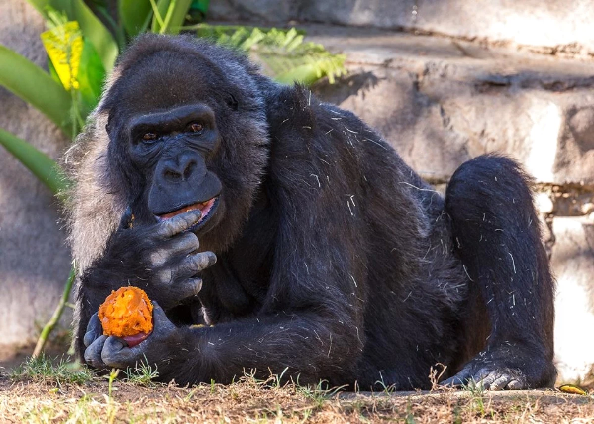 Dünya\'nın En Yaşlı Gorili Öldü