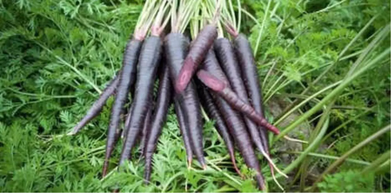 Ereğli\'nin Siyah Havucu 25 Ülkenin Gıdasını Renklendiriyor