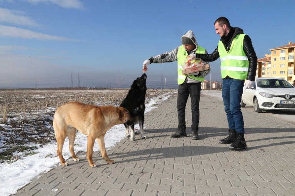 Gölbaşı Belediyesi Sokak Hayvanlarını Unutmadı