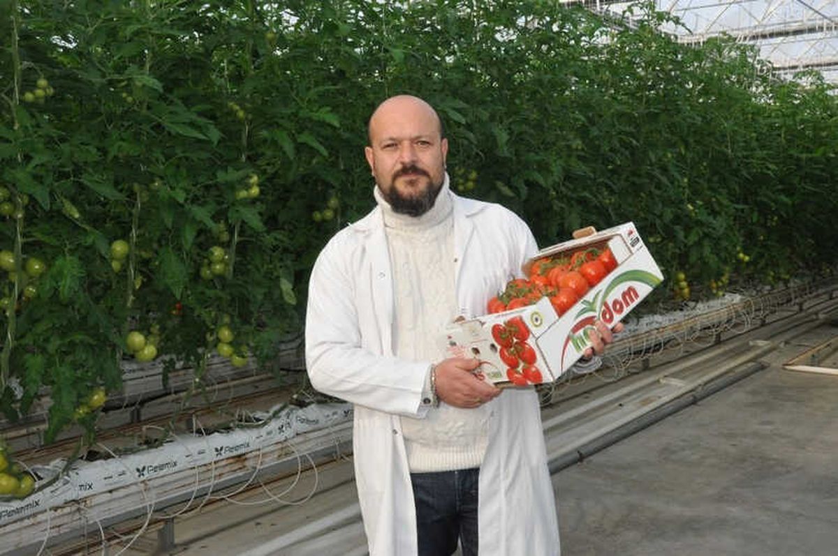 Jeotermal Seralarda Üretilen Domateslerin Hasadı Başladı