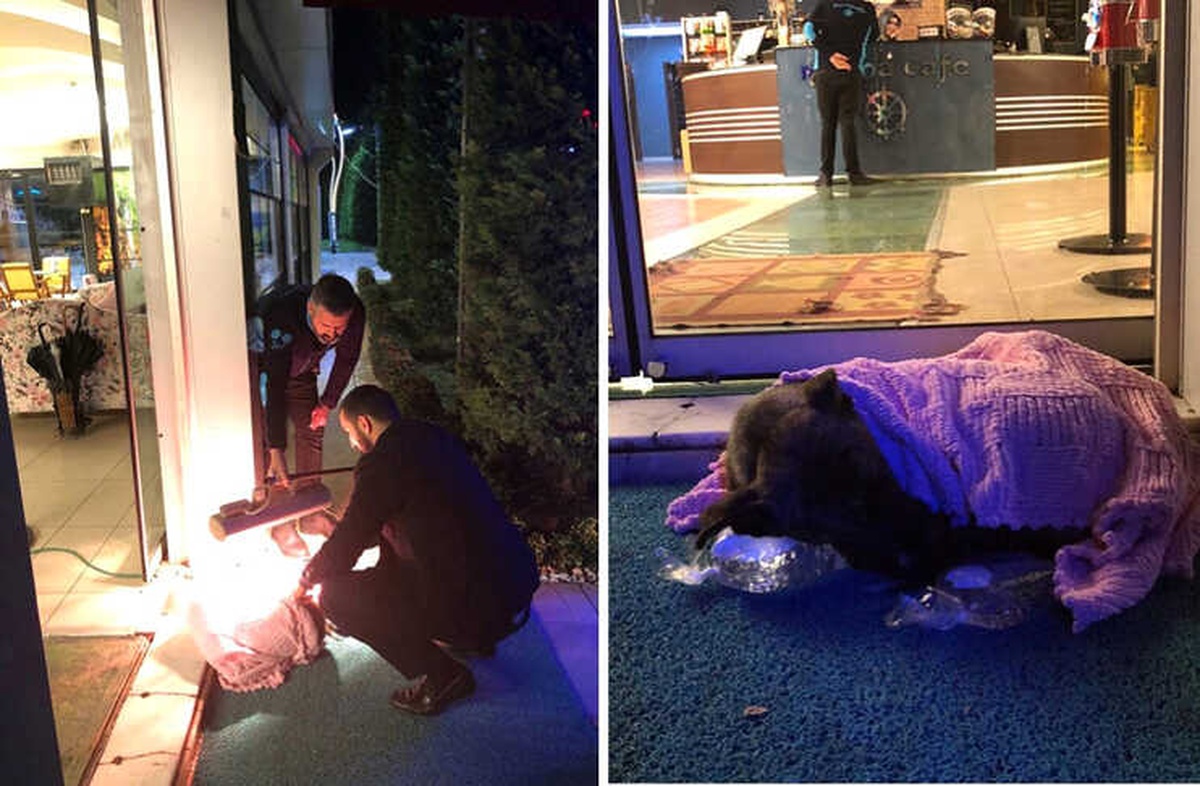 Üşüyen Köpeği Battaniyeye Sarıp, Isıtıcı ile Isıttılar