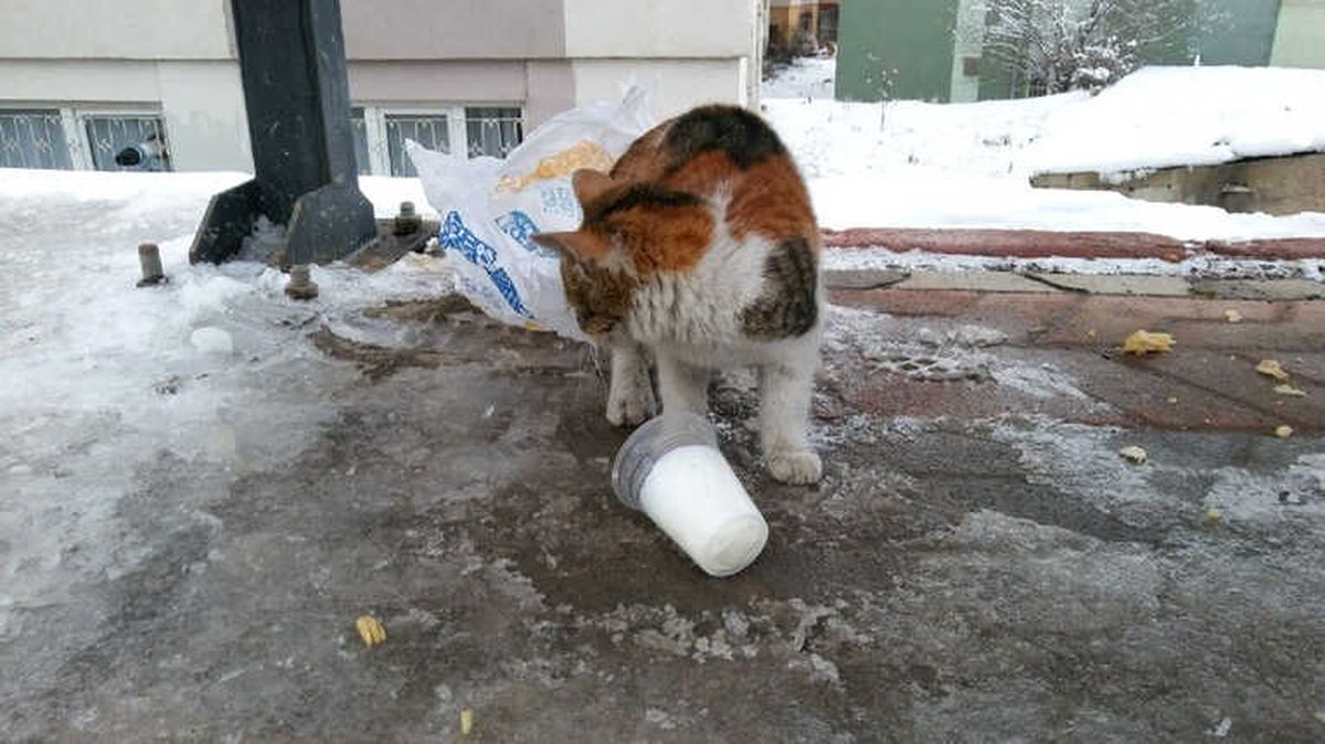 Aç Kalan Kedi Donmuş Sütle Karnını Doyurmaya Çalıştı