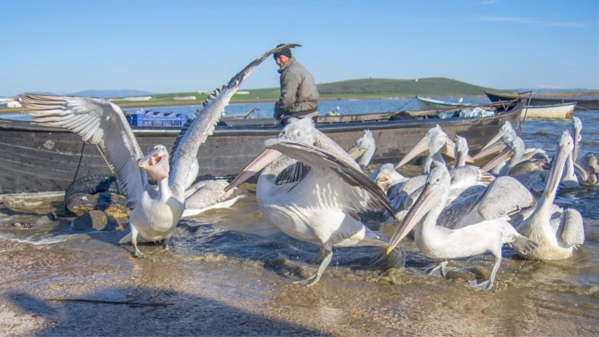 Pelikanlarla Balıkçıların Dostluğu Şaşırtıyor