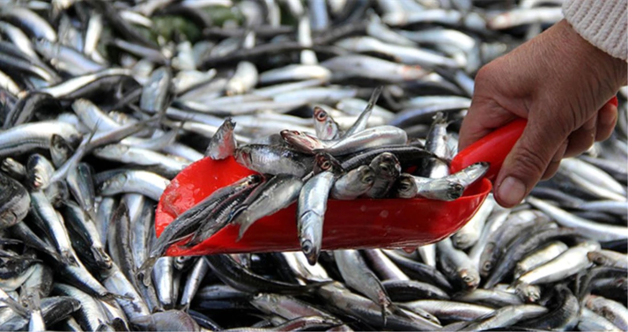 Karadeniz\'de, Fırtına Balık Fiyatlarını Katladı
