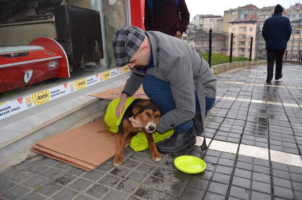 Üşüyen Köpeği Battaniyeye Sarıp Süt Verdiler