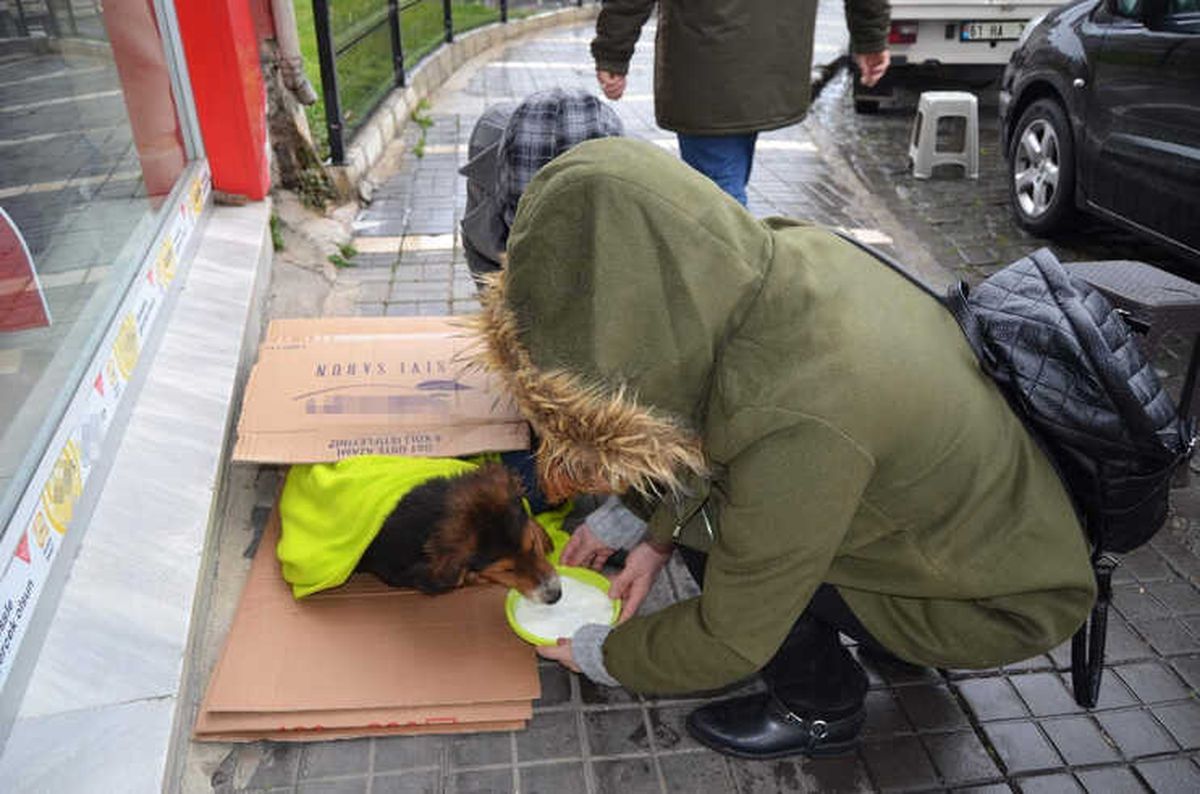 Üşüyen Köpek İçin Seferber Oldular