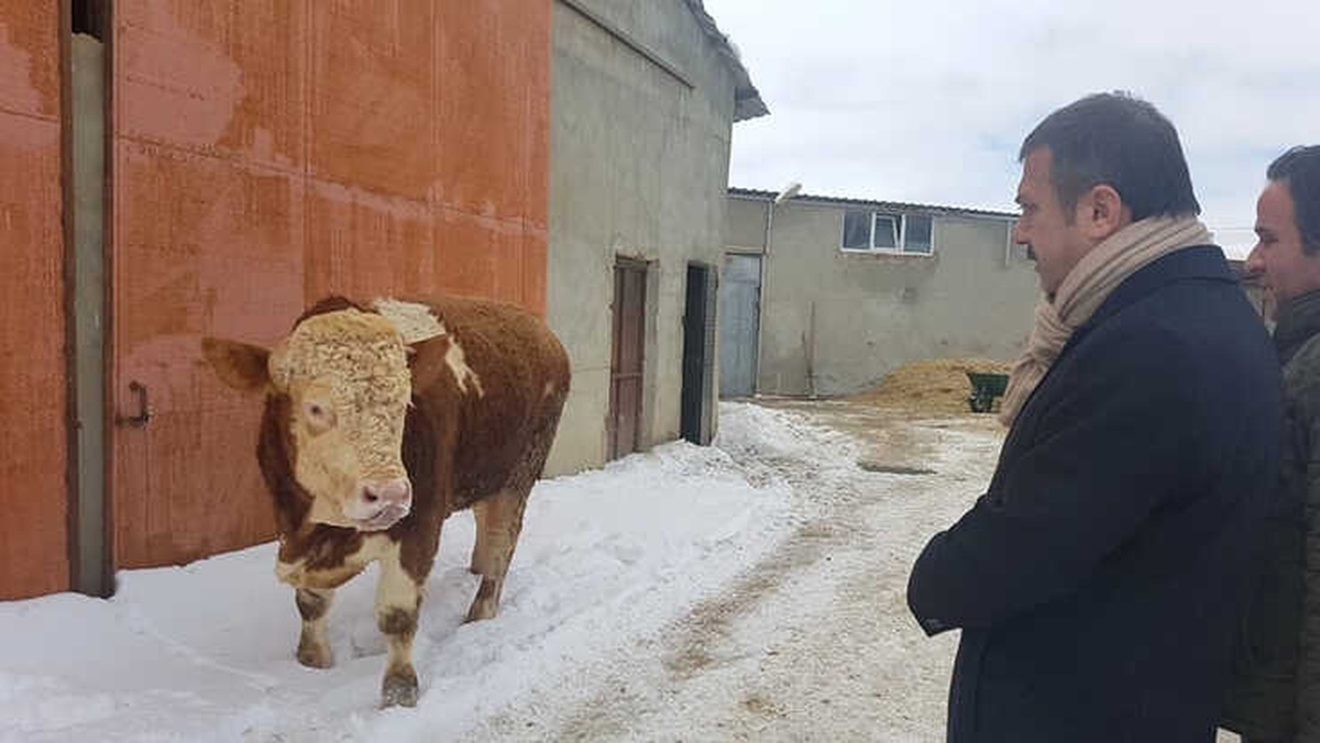 900 Kiloluk Danasını Mehmetçik İçin Bağışladı