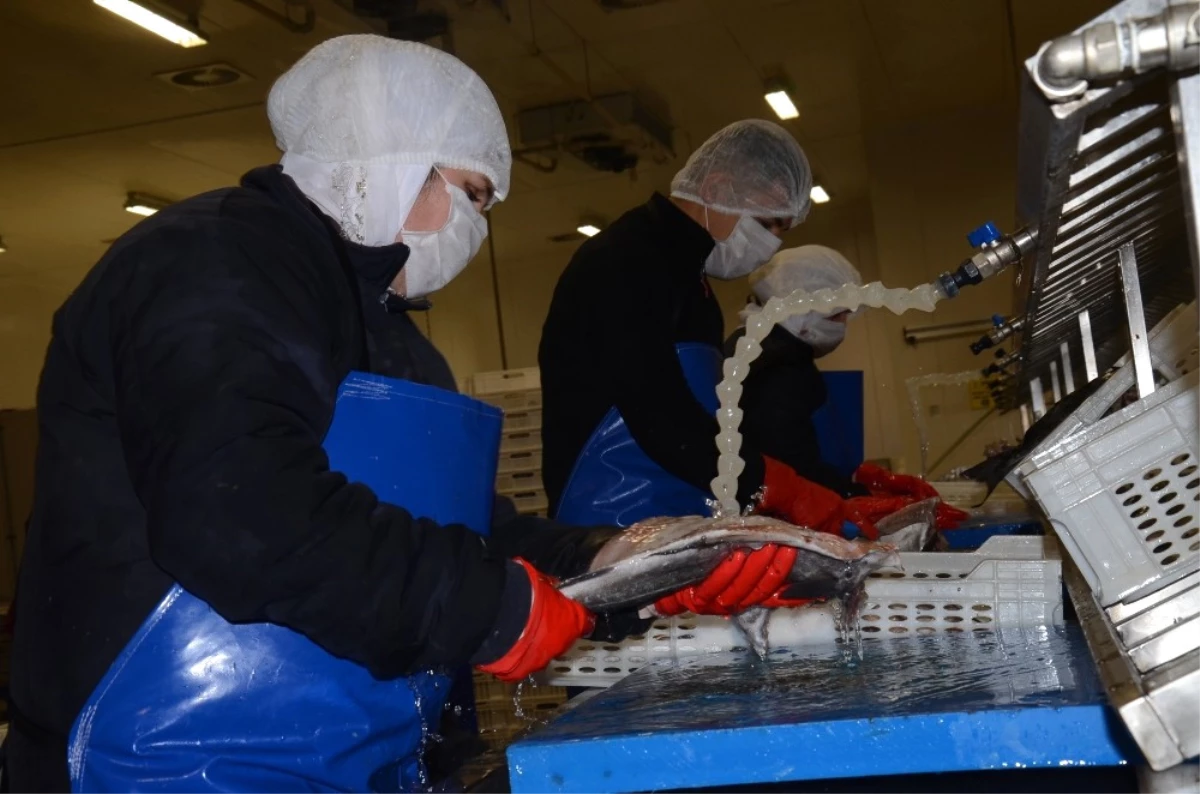 AB Desteği ile Fabrika Kurdu, Şimdi 5 Milyon Liralık İhracat Yapıyor