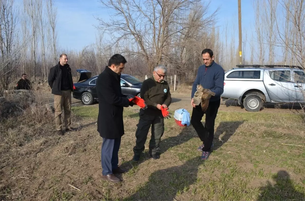 Orman Baykuşu Doğaya Salındı