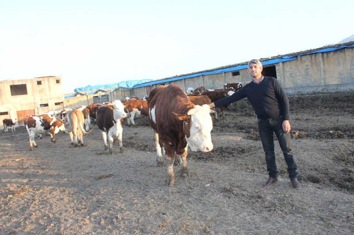5 İnekle Başladı 100 Hayvanlık Çiftlik Kurdu